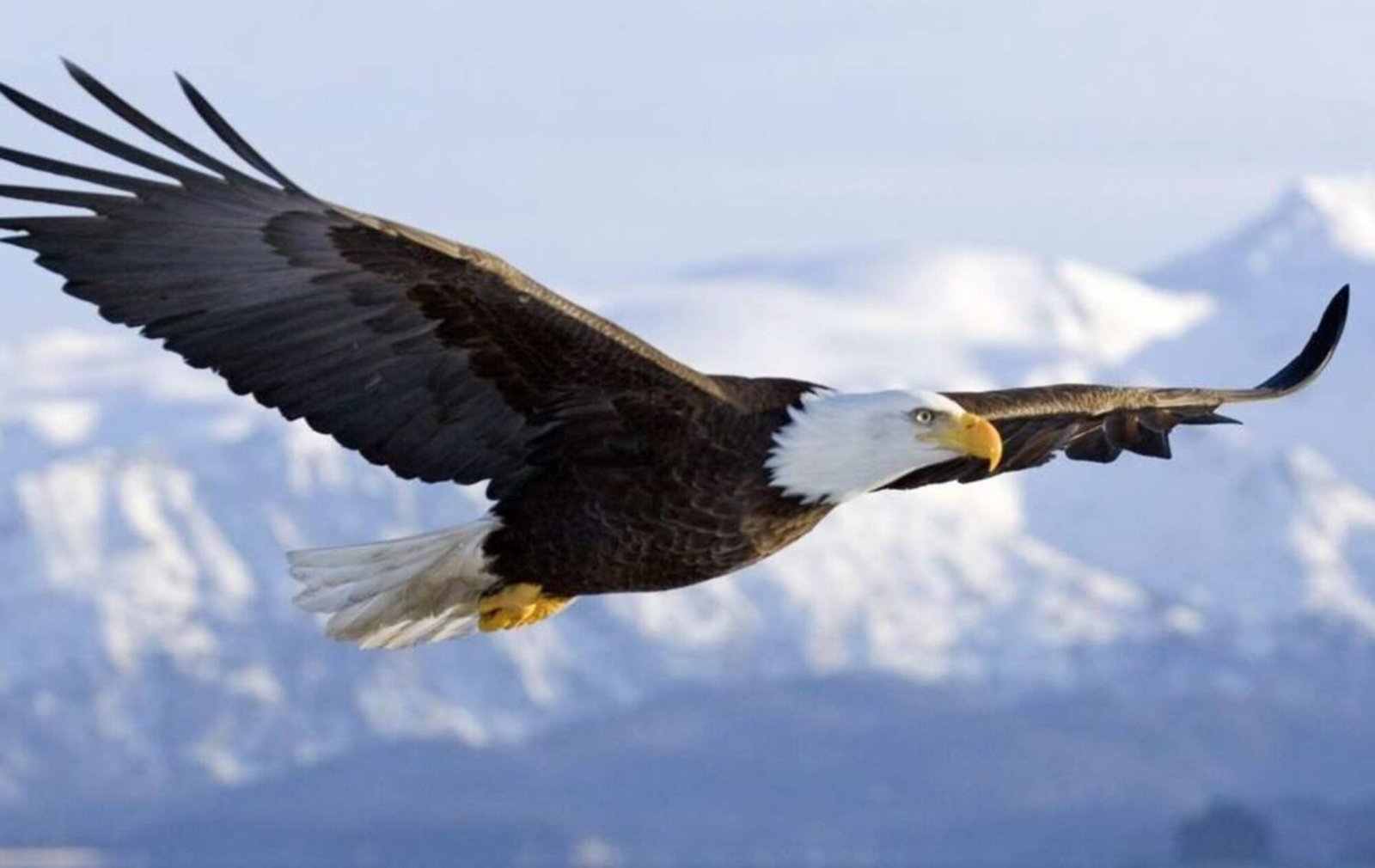 picture Beautiful-Eagle-